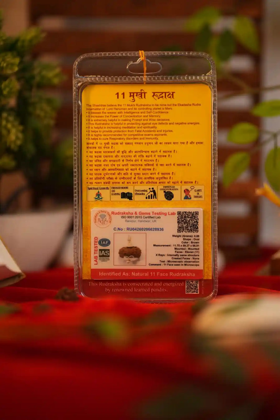 11 Mukhi Rudraksha