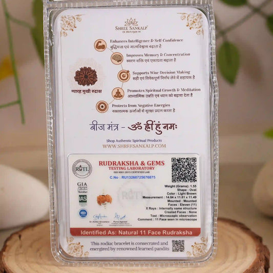 11 Mukhi Rudraksha (Eleven Mukhi)- Lab Certified Bead