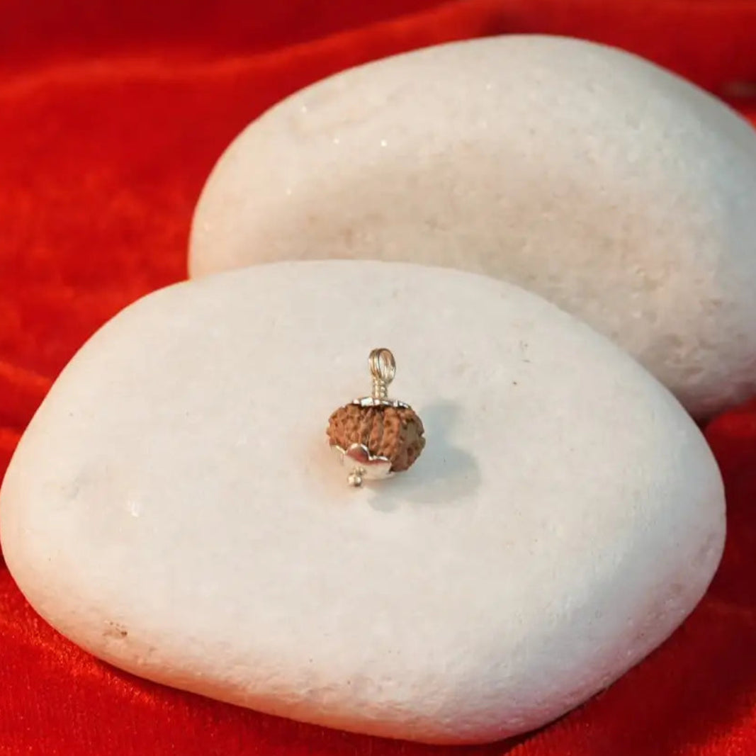 13 Mukhi Rudraksha