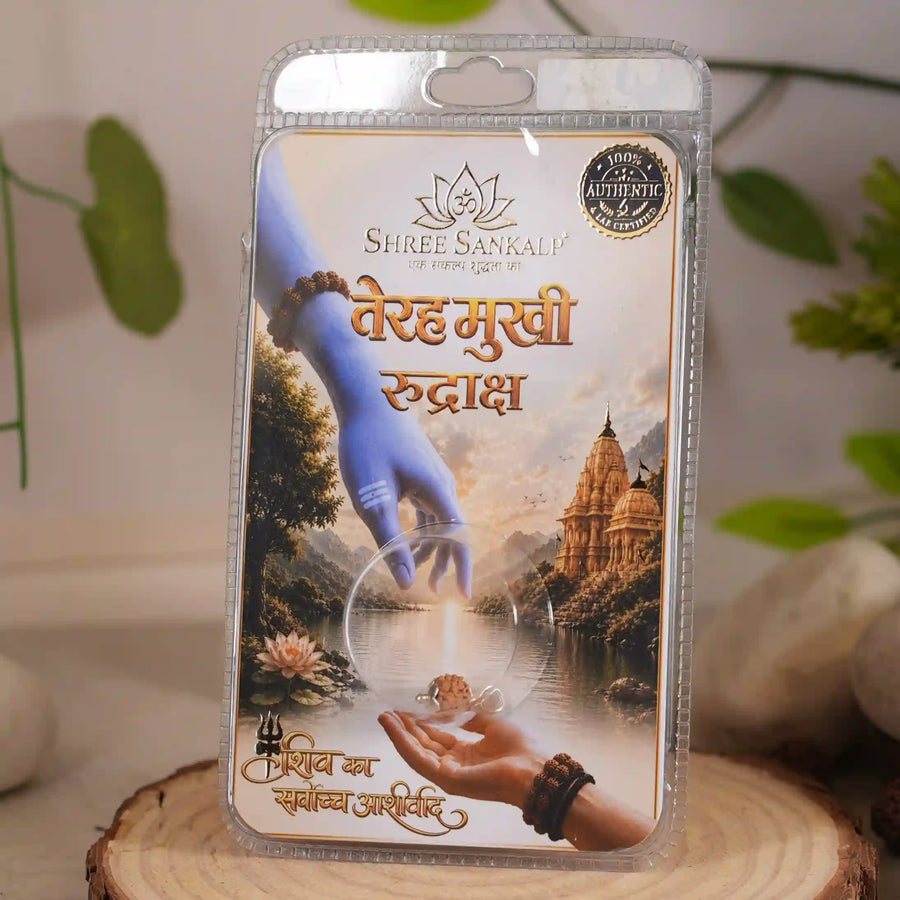 13 mukhi rudraksha