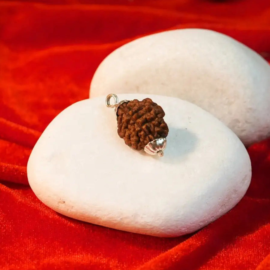 2 mukhi rudraksha