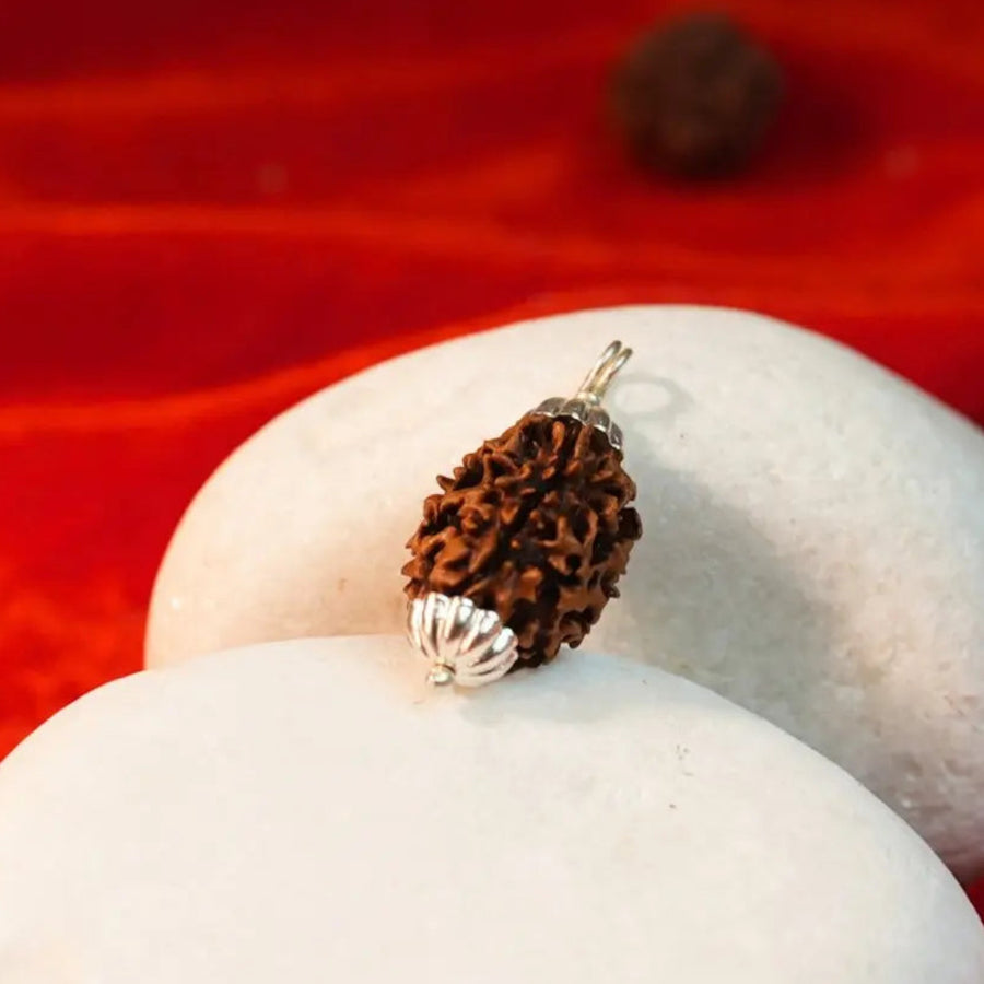 3 mukhi rudraksha