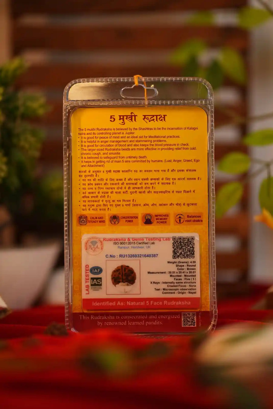 5 mukhi rudraksha