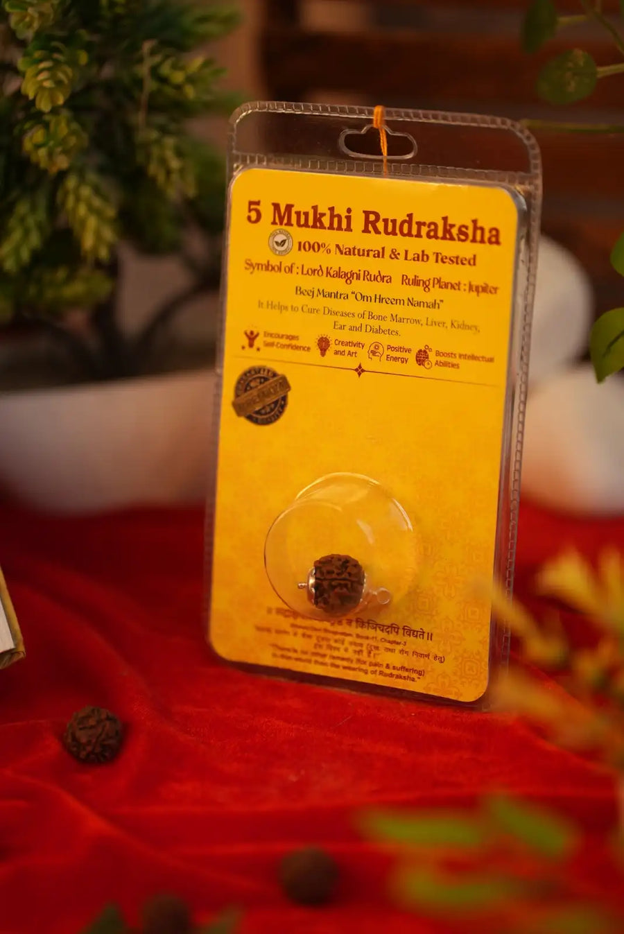 11 Mukhi Rudraksha