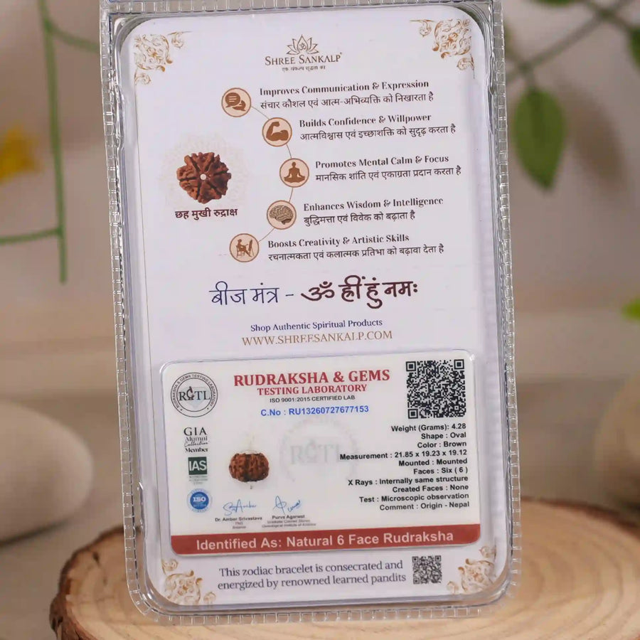 6 mukhi rudraksha