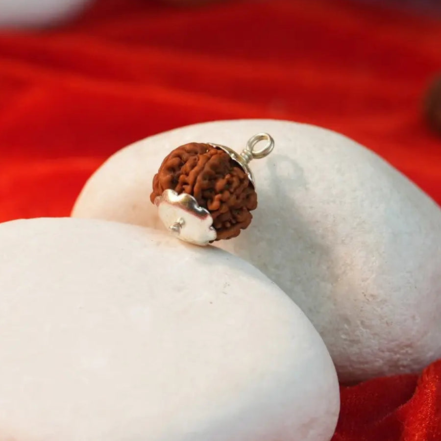 7 mukhi rudraksha