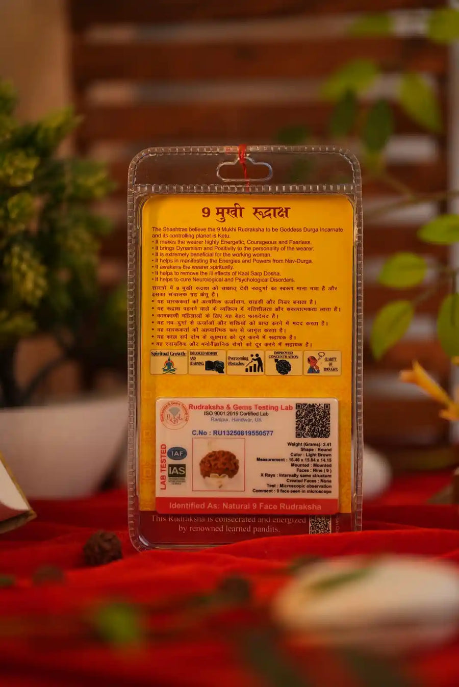 9 Mukhi Rudraksha