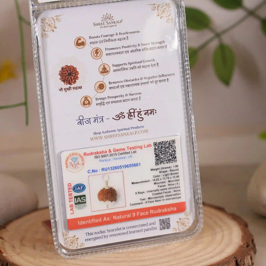 9 Mukhi Rudraksha Lab Certified Indonesian Rudraksha