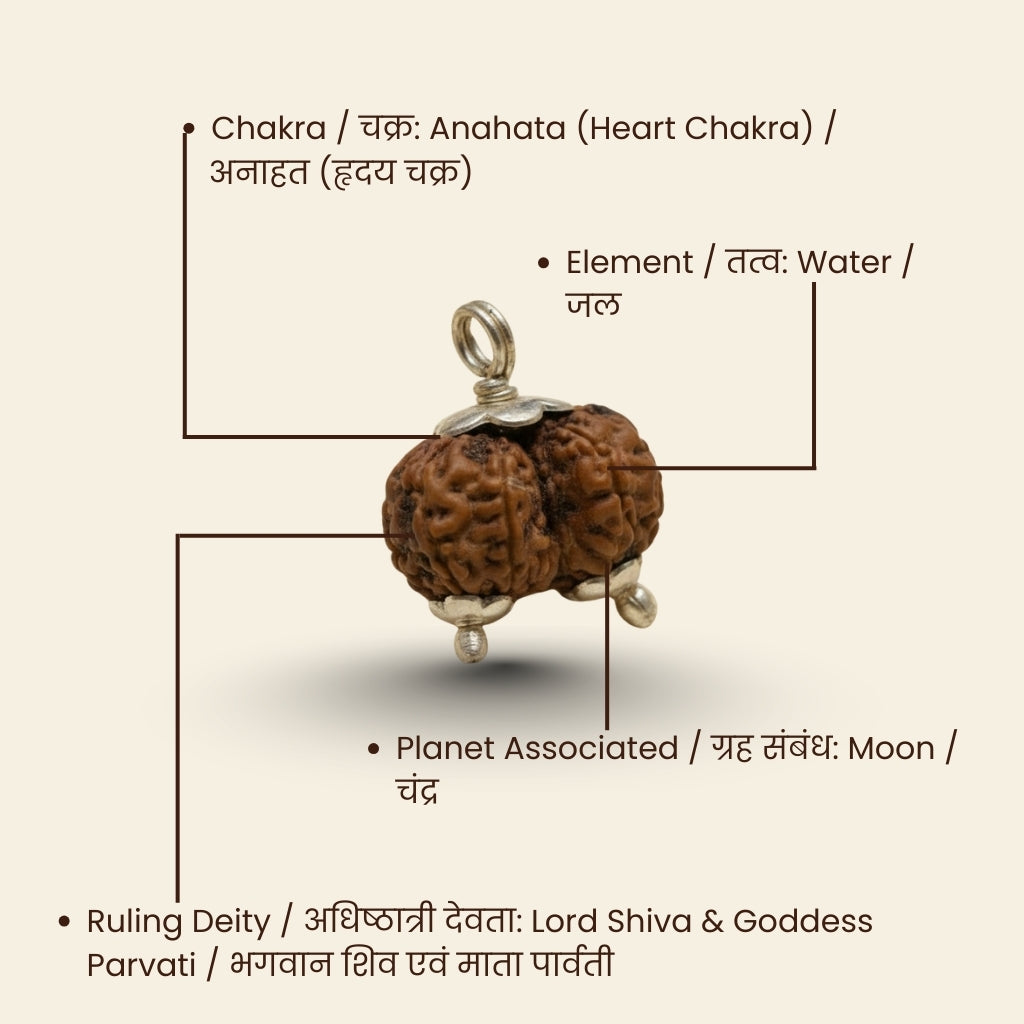 Original Gauri-Shankar Rudraksha