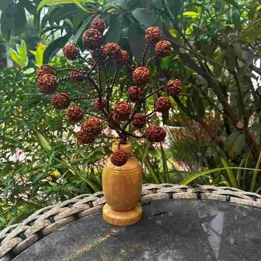 5 Mukhi Rudraksha Tree - Small