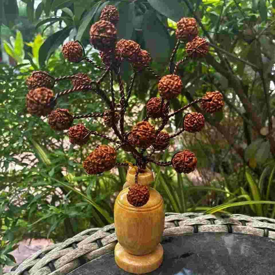 5 Mukhi Rudraksha Tree - Small