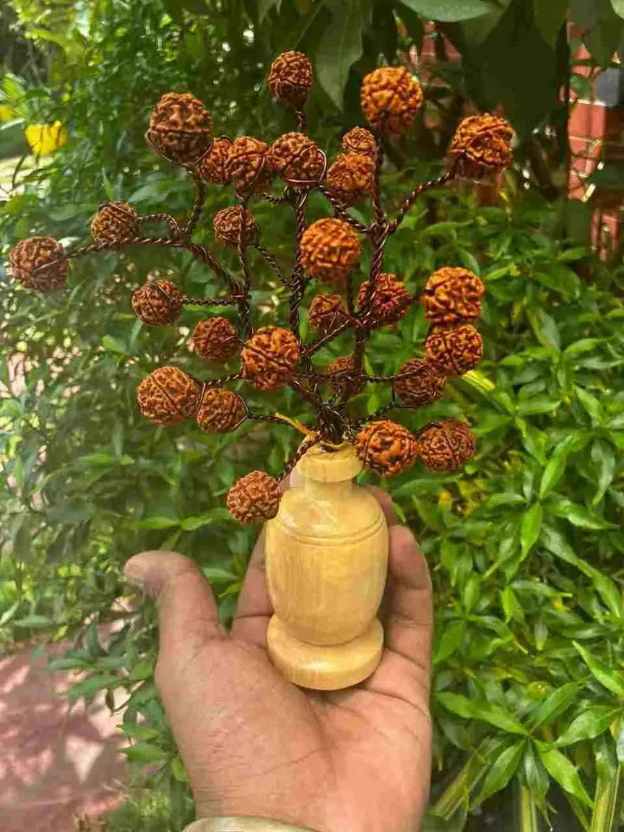 5 Mukhi Rudraksha Tree - Small