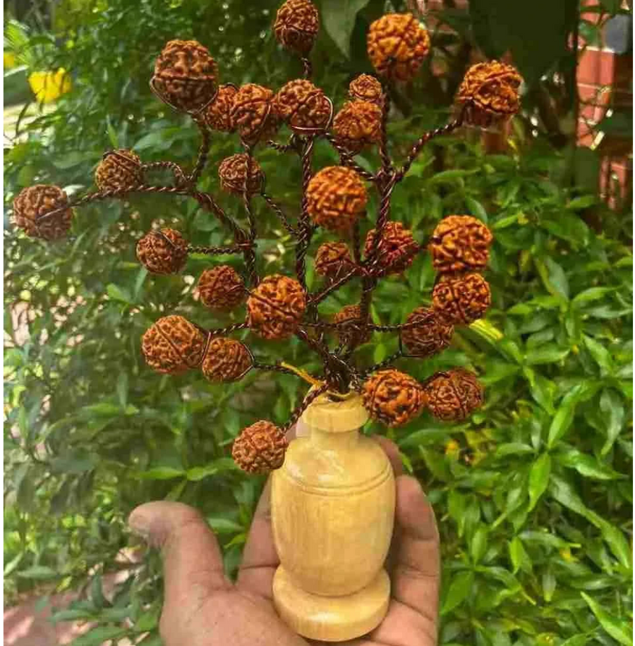 5 Mukhi Rudraksha Tree - Small