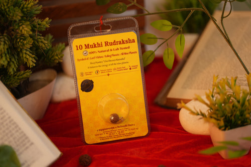 10 Mukhi Rudraksha (Ten Mukhi) – Lab Certified Indonesian Rudraksha | Shree Sankalp