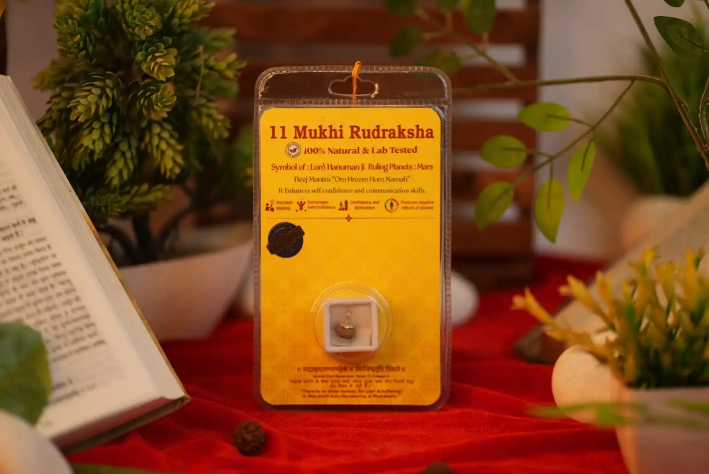 11 Mukhi Rudraksha