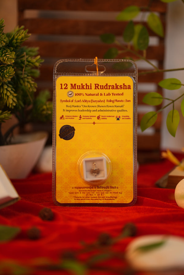 12 Mukhi Rudraksha (Twelve Faces) - Lab Certified Indonesian Rudraksha