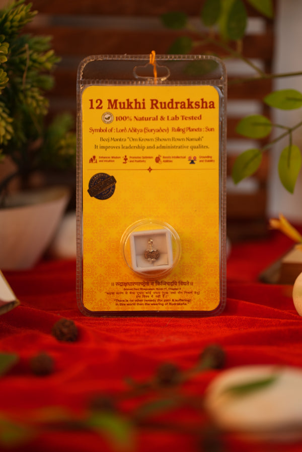 12 Mukhi Rudraksha (Twelve Faces) - Lab Certified Indonesian Rudraksha