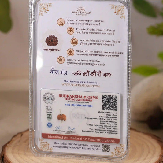 12 mukhi rudraksha