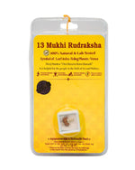13 Mukhi Rudraksha