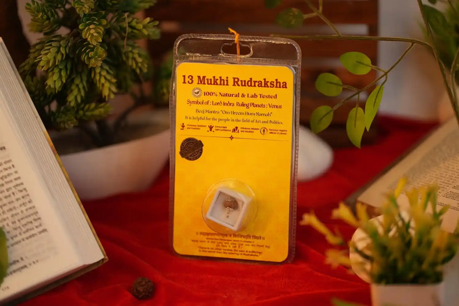 13 Mukhi Rudraksha