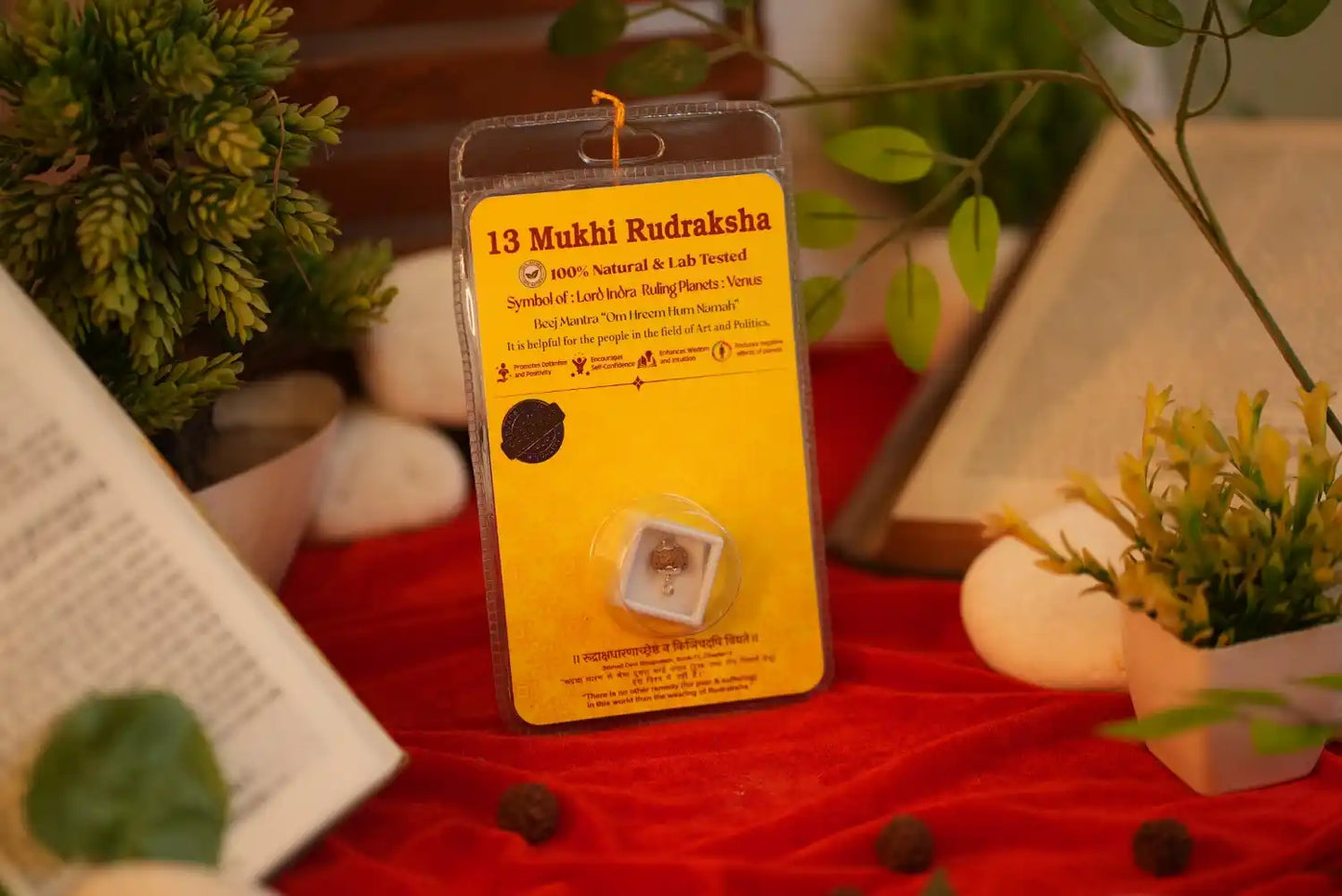 13 Mukhi Rudraksha