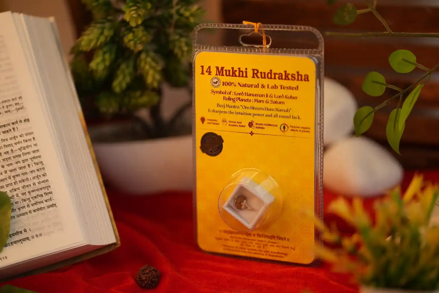14 Mukhi Rudraksha