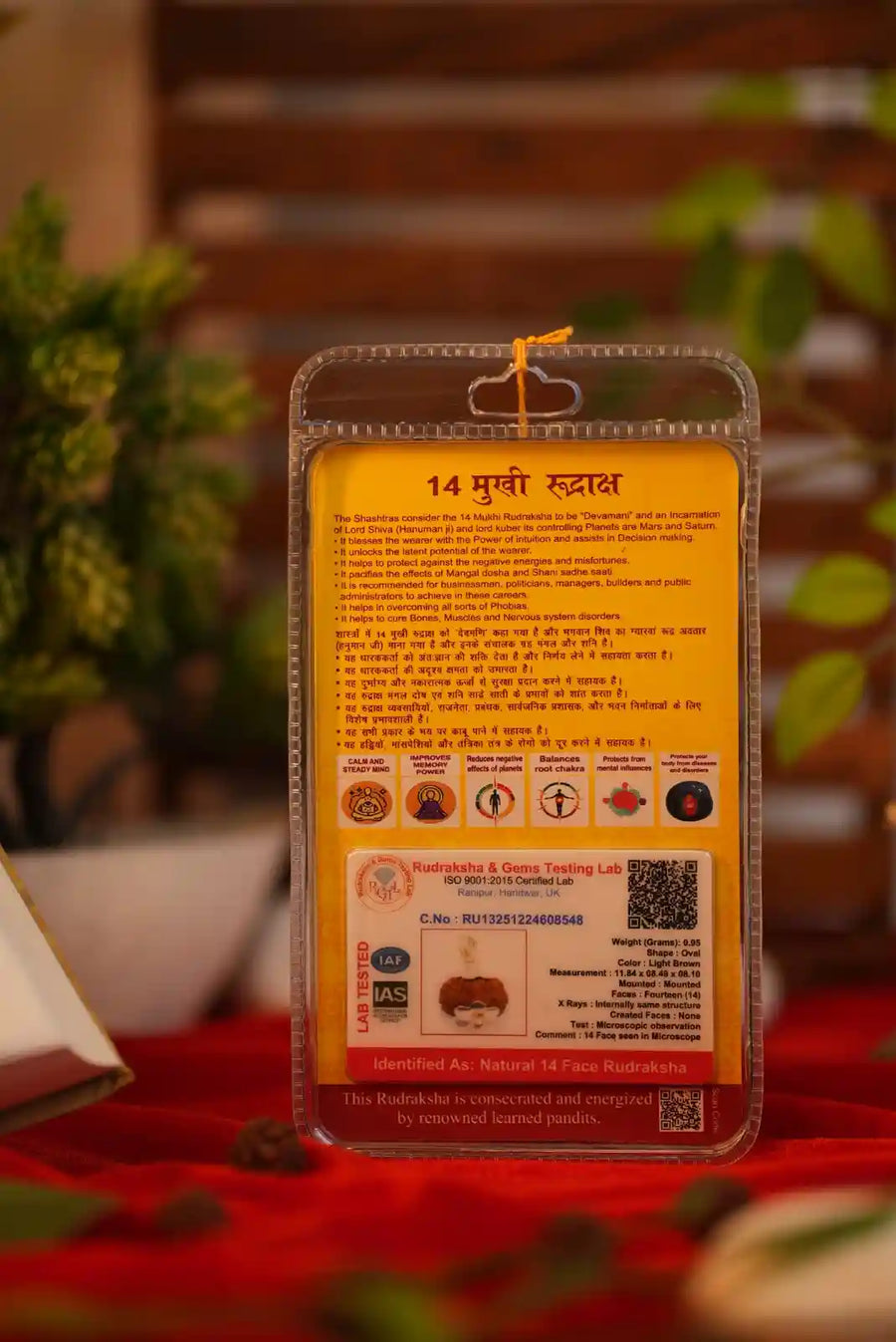 14 Mukhi Rudraksha