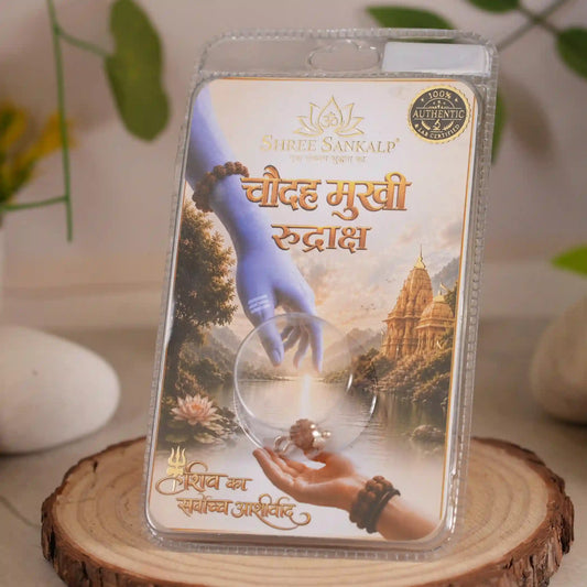 14 Mukhi Rudraksha - Lab Certified Indonesian Rudraksha