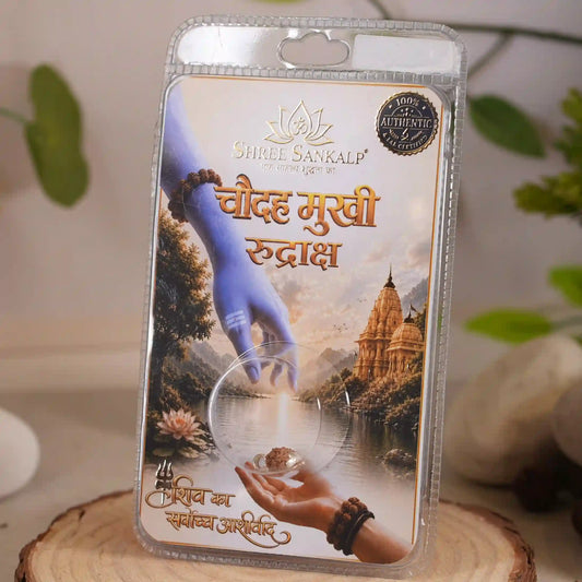 14 Mukhi Rudraksha - Lab Certified Indonesian Rudraksha