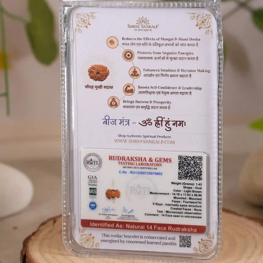 14 mukhi rudraksha