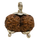 Rudraksha