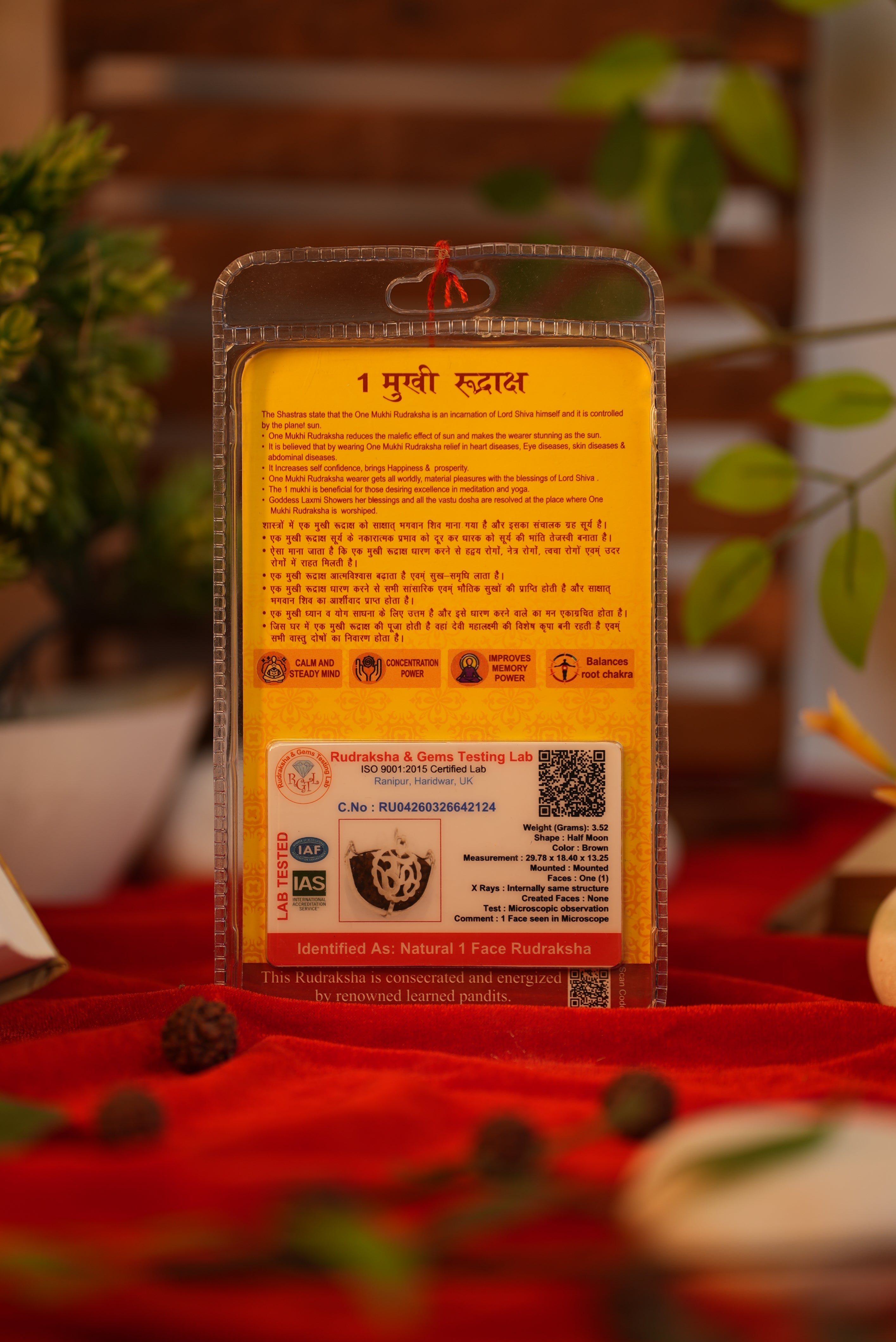 1 Mukhi Rudraksha (One Mukhi) Lab Certified Rare Indonesian Bead