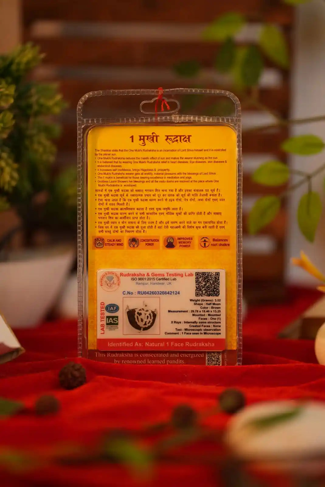 1 Mukhi Rudraksha