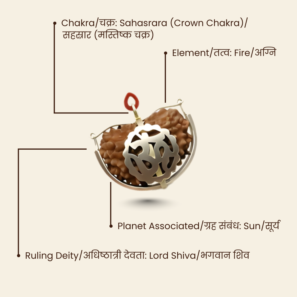 Original 1 Mukhi (One Mukhi) Rudraksha