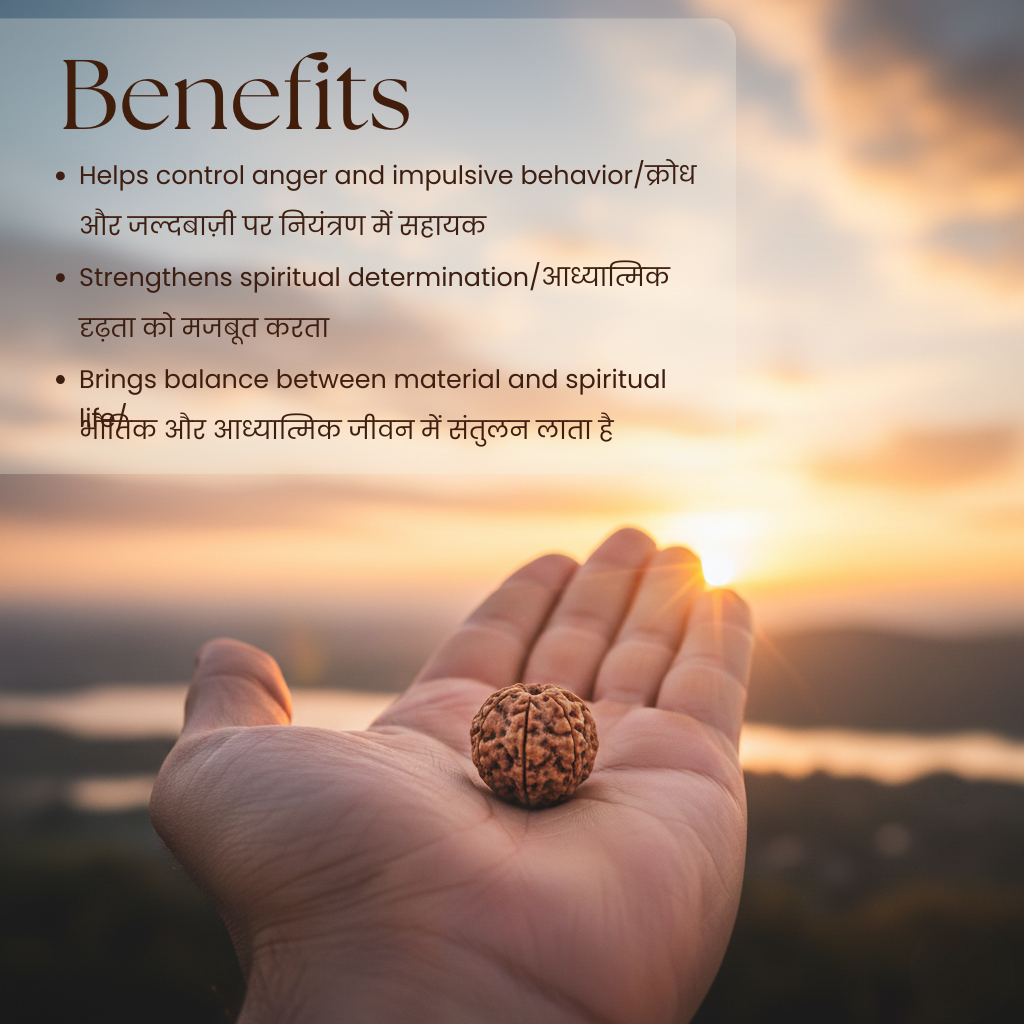 Original 6 Mukhi Nepali Rudraksha