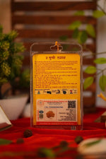 2 mukhi rudraksha