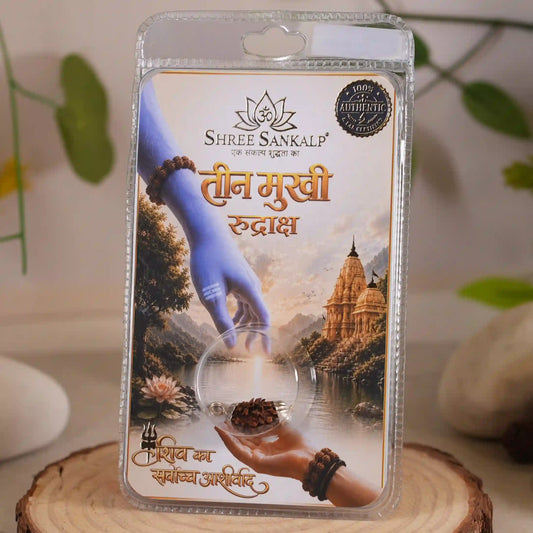 3 Mukhi Rudraksha Lab Certified Indonesian Rudraksha