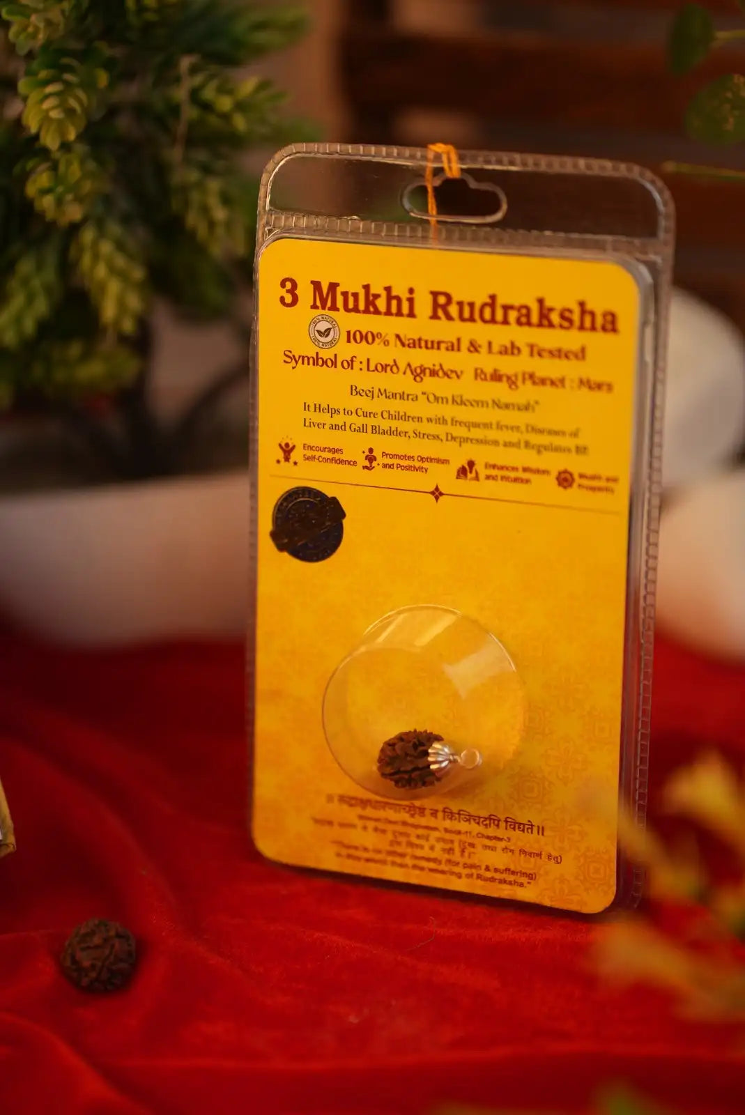 3 mukhi rudraksha