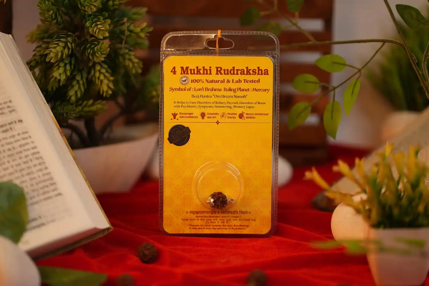 4 Mukhi Rudraksha