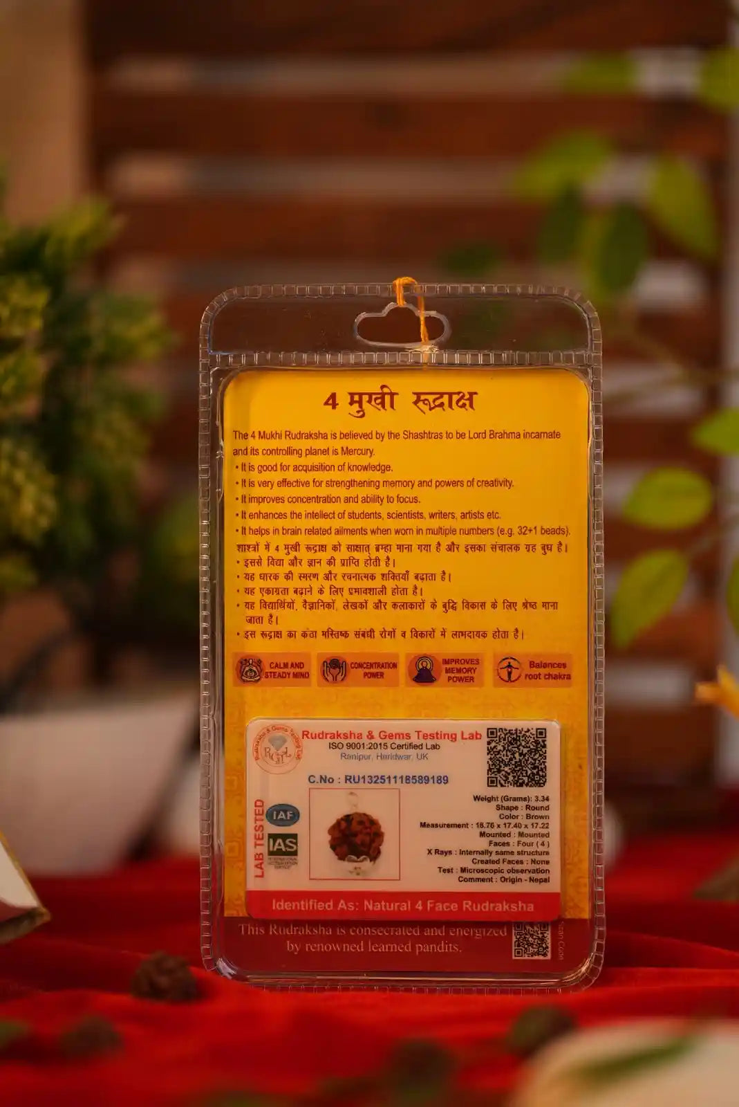 4 Mukhi Rudraksha
