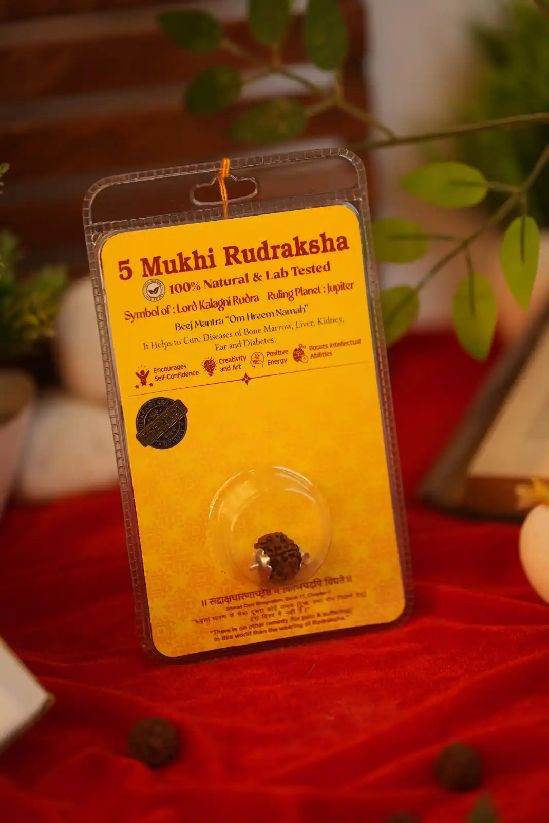 5 mukhi rudraksha