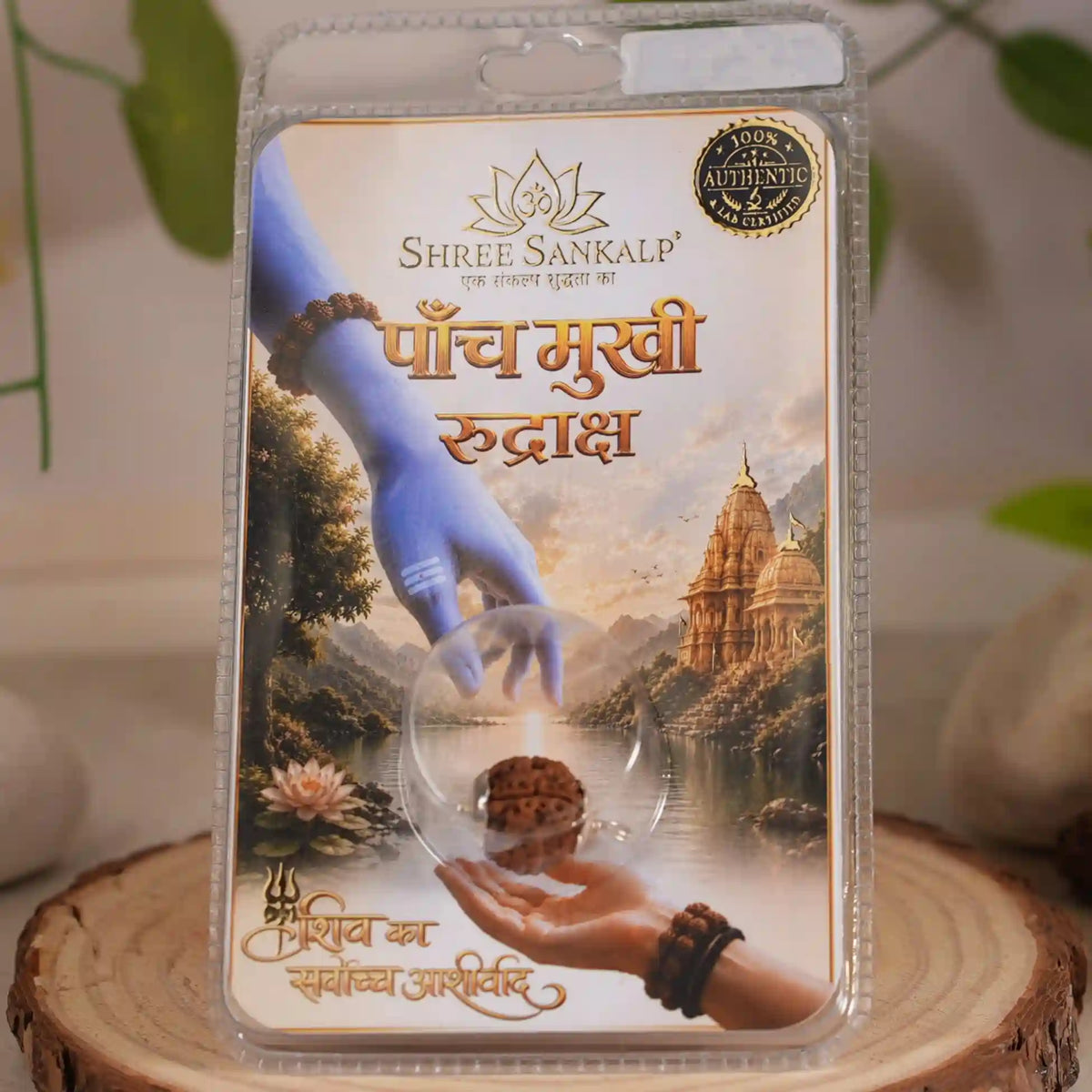 5 mukhi rudraksha