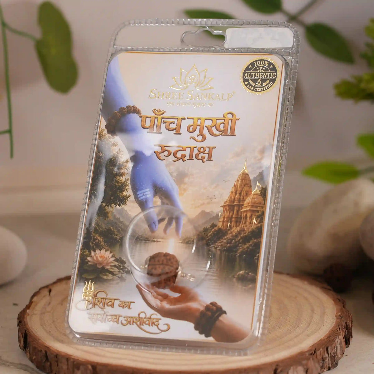 5 mukhi rudraksha