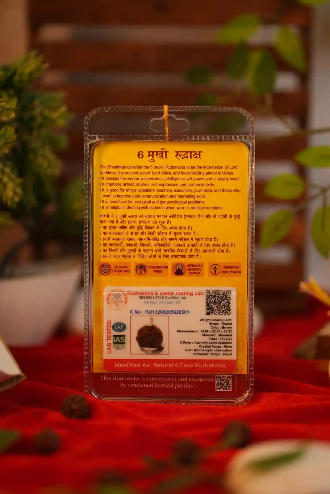 6 mukhi rudraksha
