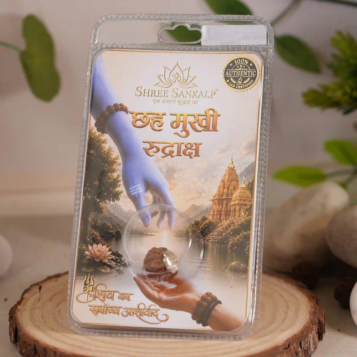 6 mukhi rudraksha