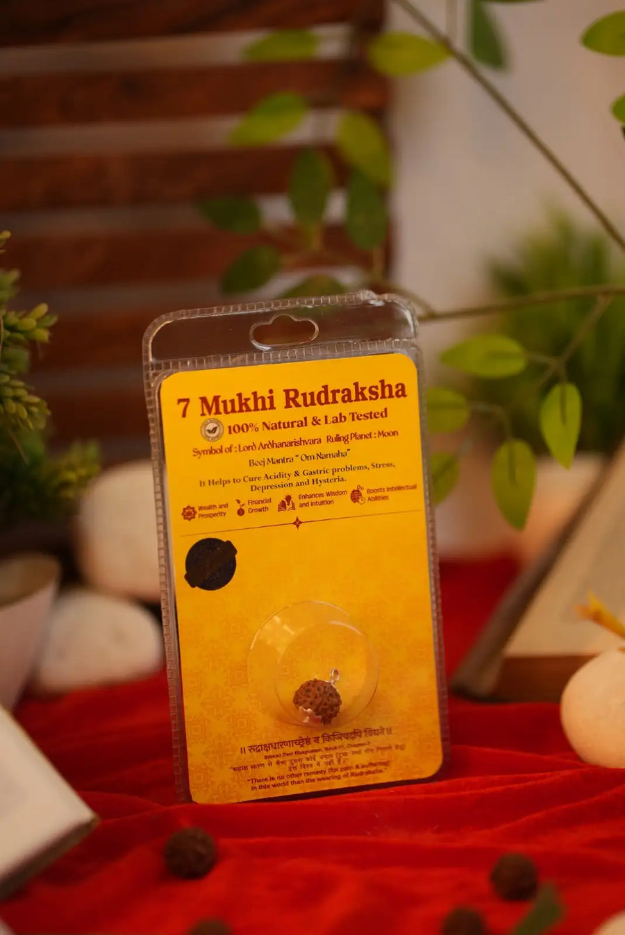 7 Mukhi Rudraksha