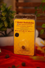 7 Mukhi Rudraksha