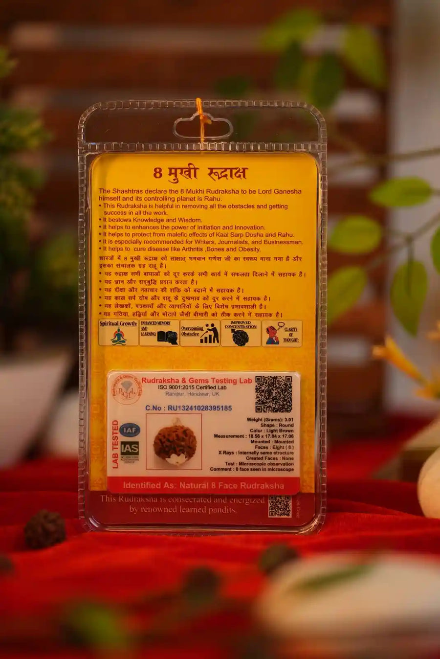 8 Mukhi Rudraksha