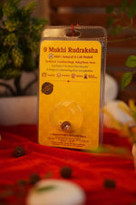 9 Mukhi Rudraksha