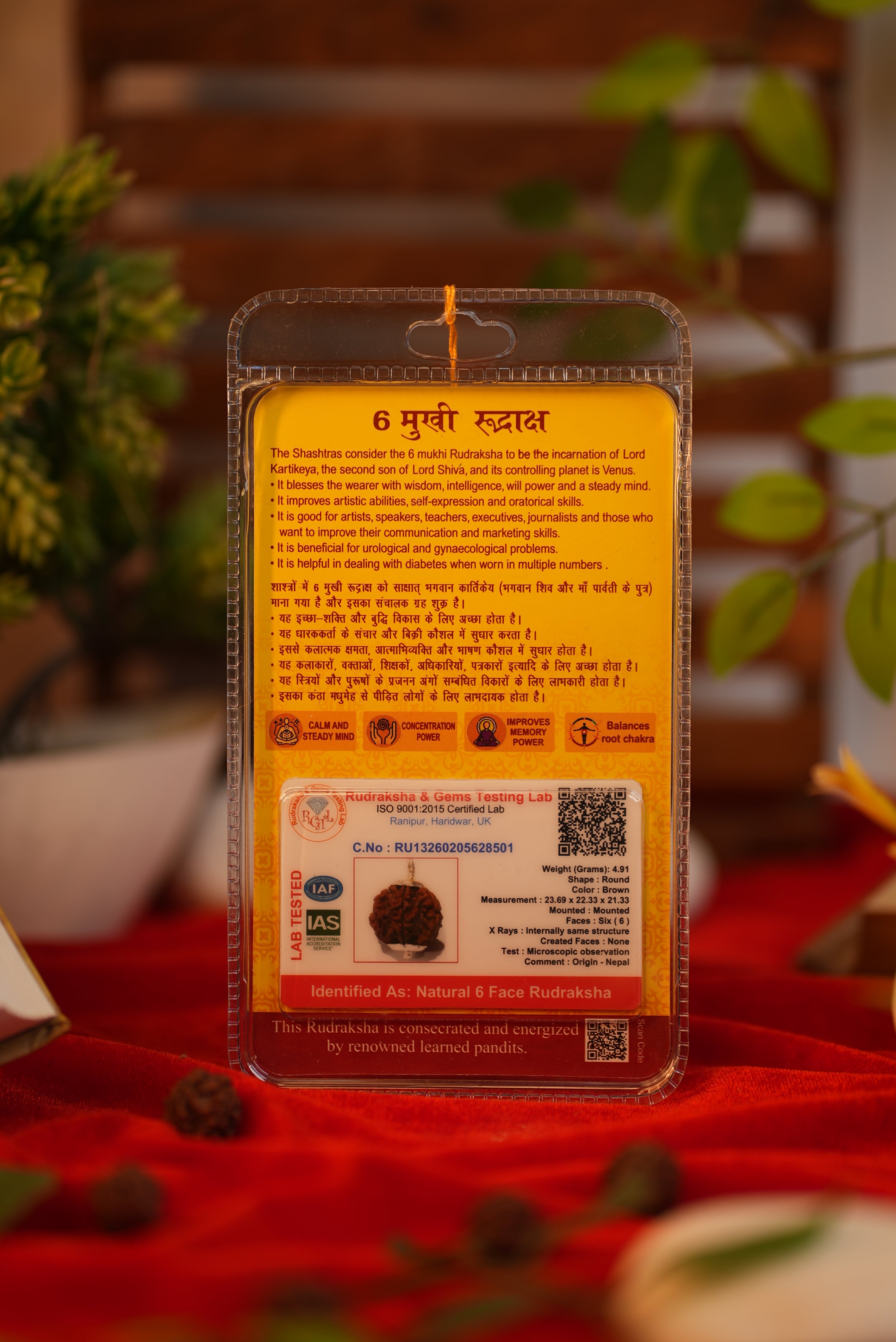 6 Mukhi Nepali Rudraksha – Lab Certified Original Bead | Shree Sankalp